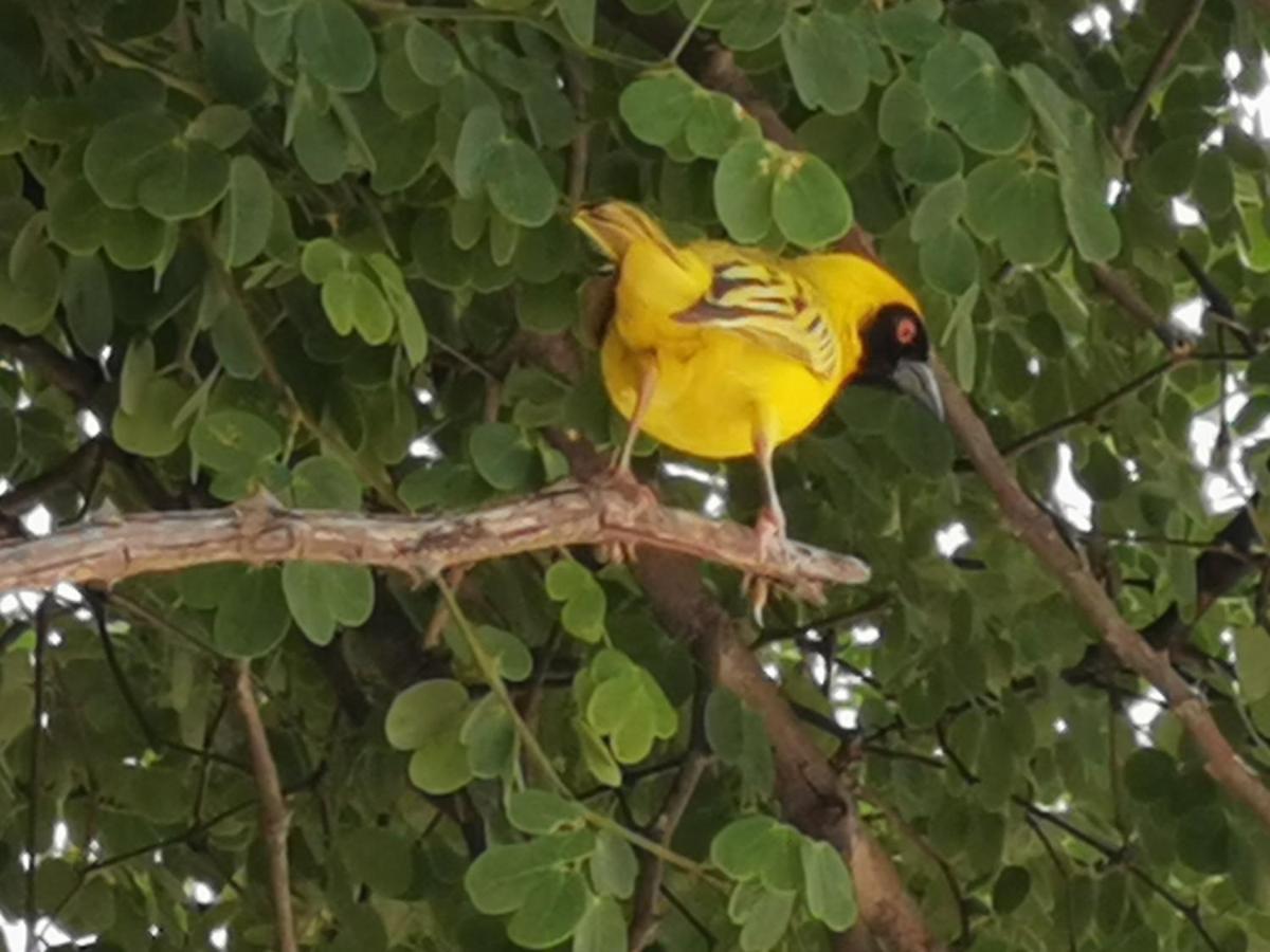 Happy Forest B&B Katima Mulilo Esterno foto
